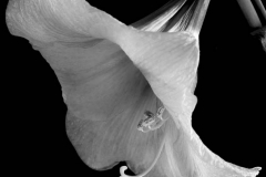 Amaryllis (004)