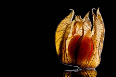 Physalis (001)