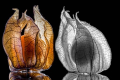 Physalis (004)