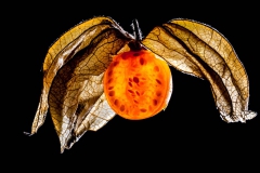 Physalis (006)