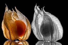 Physalis (008)