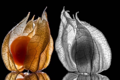 Physalis (010