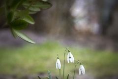 SnöDroppeRhododendron