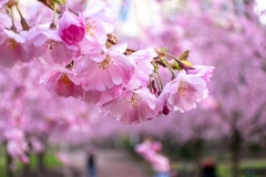 20180427_seminarieKörsbärsblomning_1