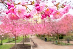 SeminarieKörsbärsblomning