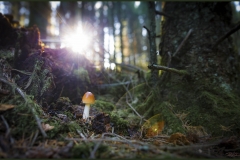 Löpnummer 71